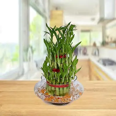 Lucky Bamboo Tirple Layer