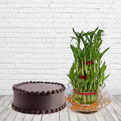 Lucky Bamboo With Chocolate Cake