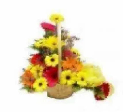 Mixed Gerbera Basket Mixed Gerbera Basket